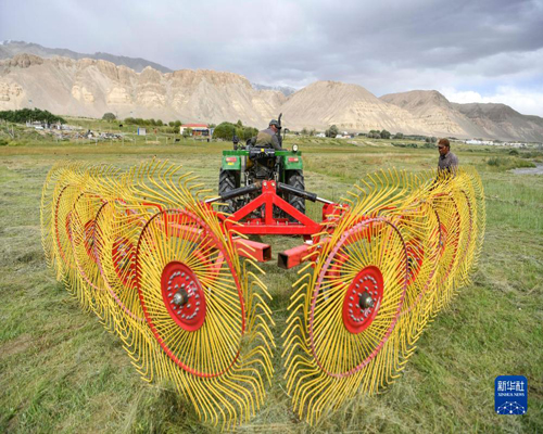  新疆帕米爾高原牧區打草季收割忙